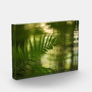 Fern Nature Foto