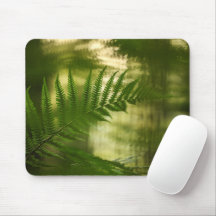 Fern Nature Foto