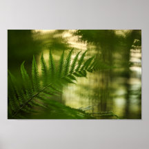 Fern Nature Foto