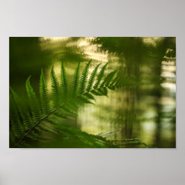 Fern Nature Foto Poster