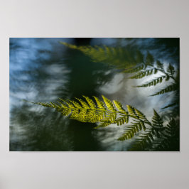 Fern Nature Foto Poster