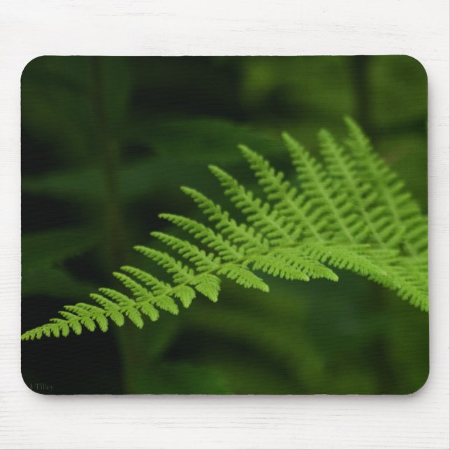 Fern P6597 Mousepad (Vorne)