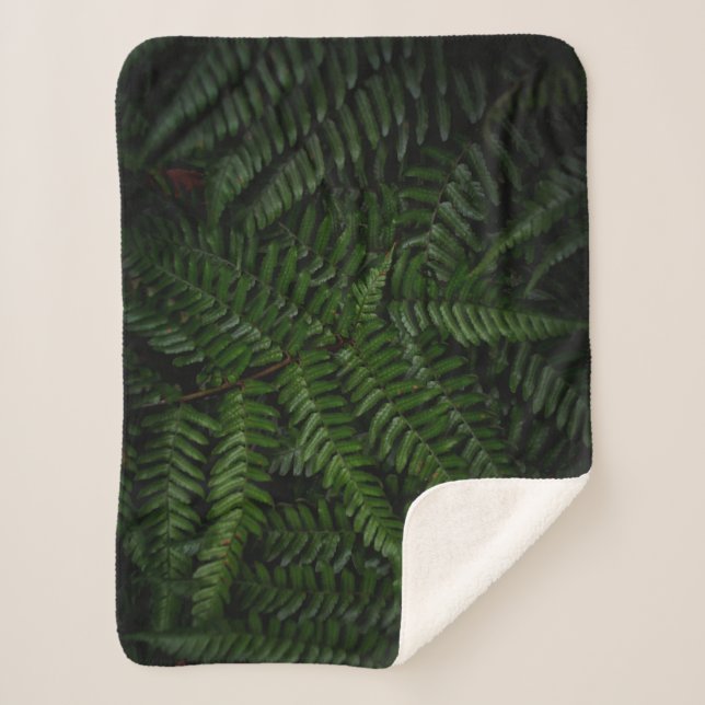 Fern Pflanze Sherpadecke (Vorderseite)