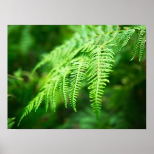 Fern Picture Poster