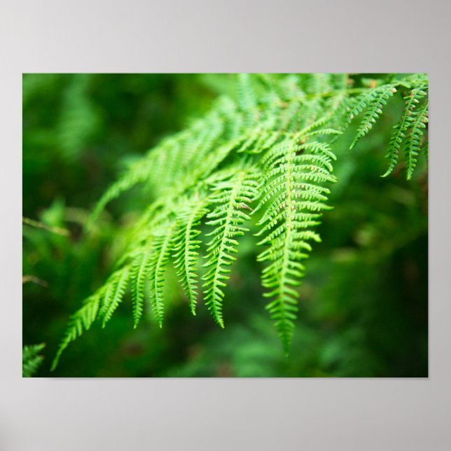 Fern Picture Poster (Vorne)