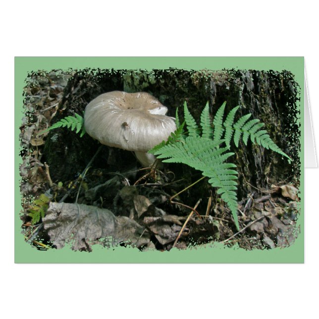 Fern & Pilz bei Stumpf-Koordinationsaufgaben (Vorderseite (Horizontal))
