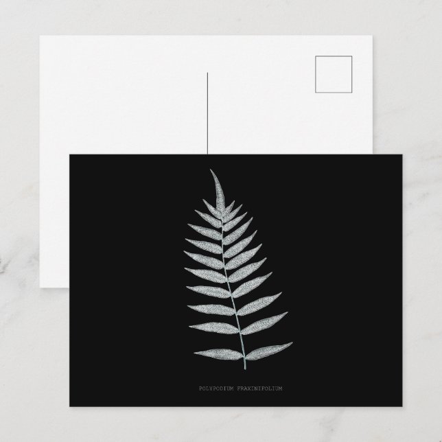 Fern - Polypodyum Fraxinifolium - Röntgeneffekt -0 Postkarte (Vorne/Hinten)