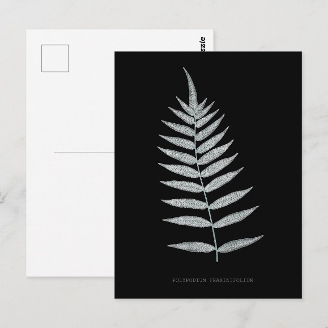 Fern - Polypodyum Fraxinifolium - Röntgeneffekt -0 Postkarte (Vorne/Hinten)
