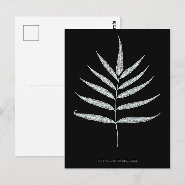 Fern - Polypodyum Grandidens - Röntgenwirkung - 10 Postkarte (Vorne/Hinten)