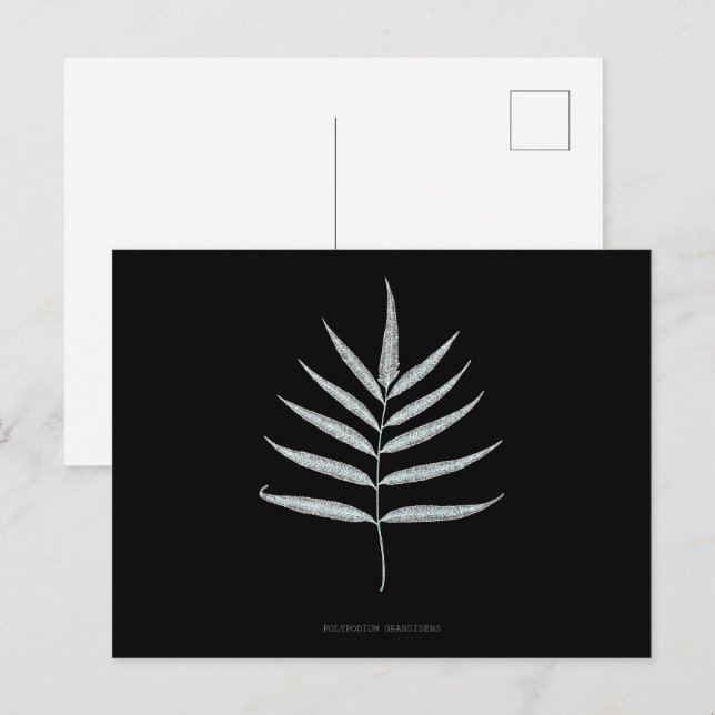 Fern - Polypodyum Grandidens - Röntgenwirkung - 10 Postkarte (Vorne/Hinten)