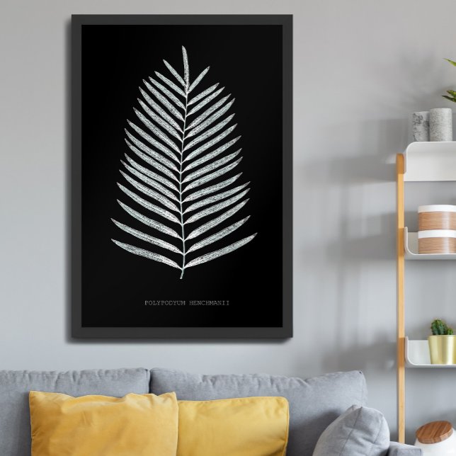 Fern - Polypodyum Henchmanii - Röntgeneffekt - 07 Poster (Von Creator hochgeladen)