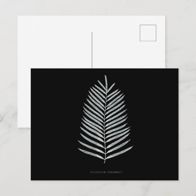 Fern - Polypodyum Henchmanii - Röntgeneffekt - 07 Postkarte (Vorne/Hinten)