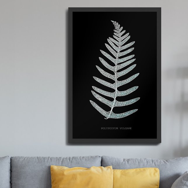Fern - Polypodyum Vulgare - Röntgeneffekt - 09 Poster (Von Creator hochgeladen)