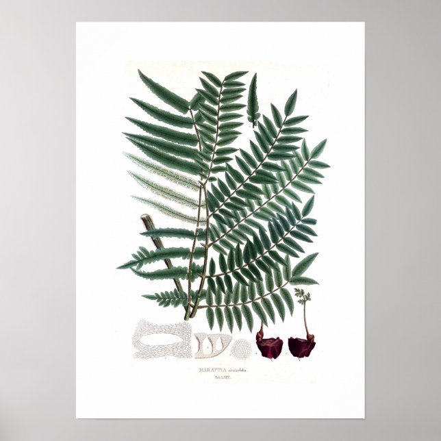 Fern Poster (Vorne)