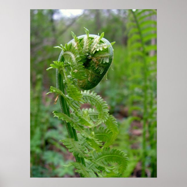 Fern Poster (Vorne)