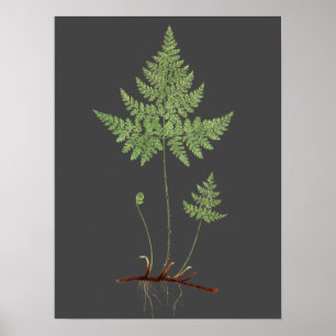Fern. Poster