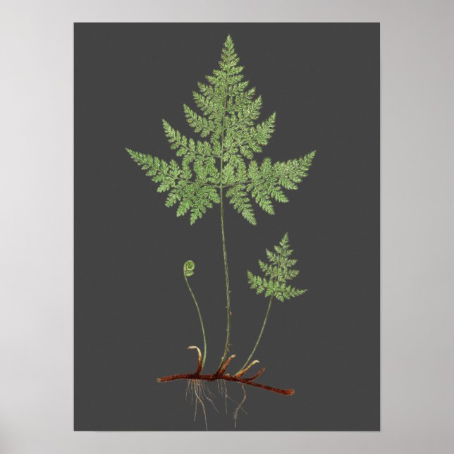 Fern. Poster (Vorne)