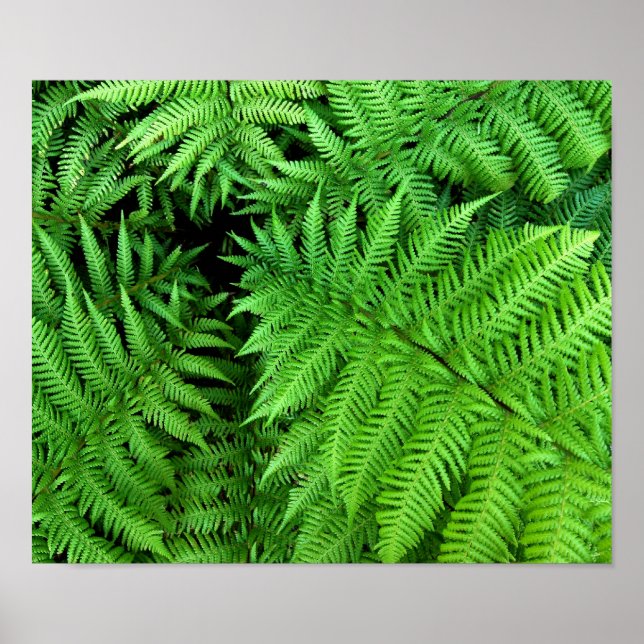 Fern Poster (Vorne)