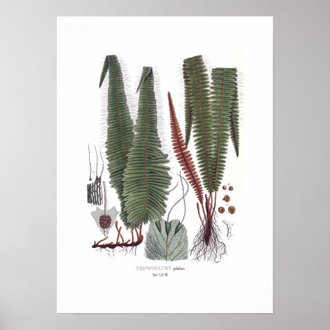 Fern Poster (Vorne)