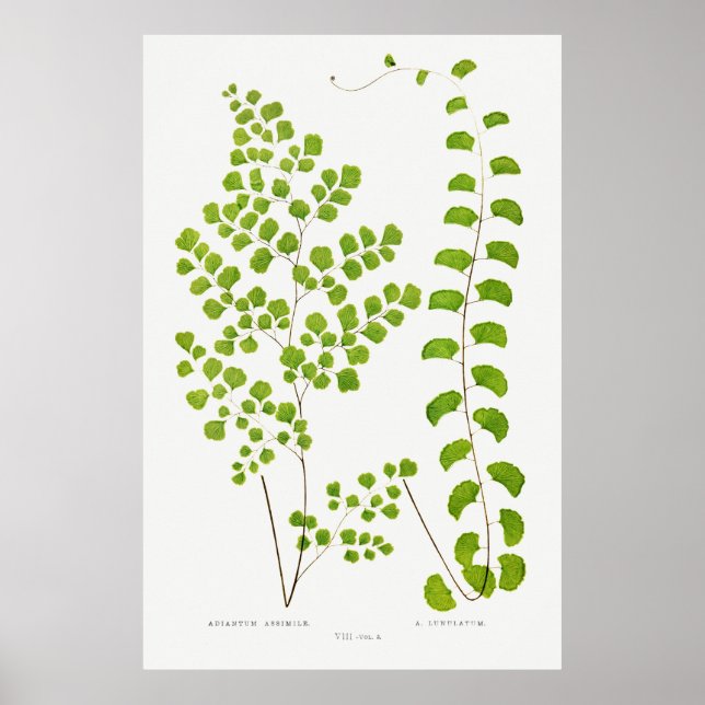 Fern Poster (Vorne)