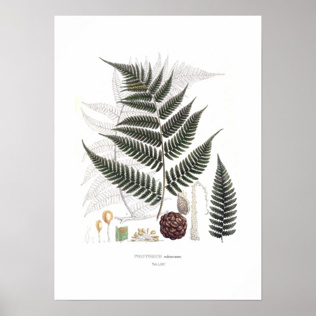 Fern Poster (Vorne)