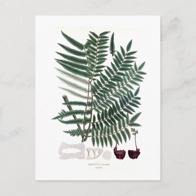 Fern Postkarte (Vorderseite)