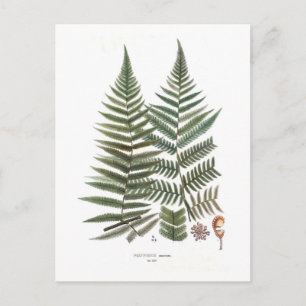 Fern Postkarte