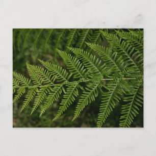 Fern Postkarte