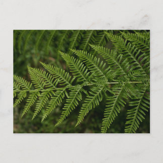 Fern Postkarte
