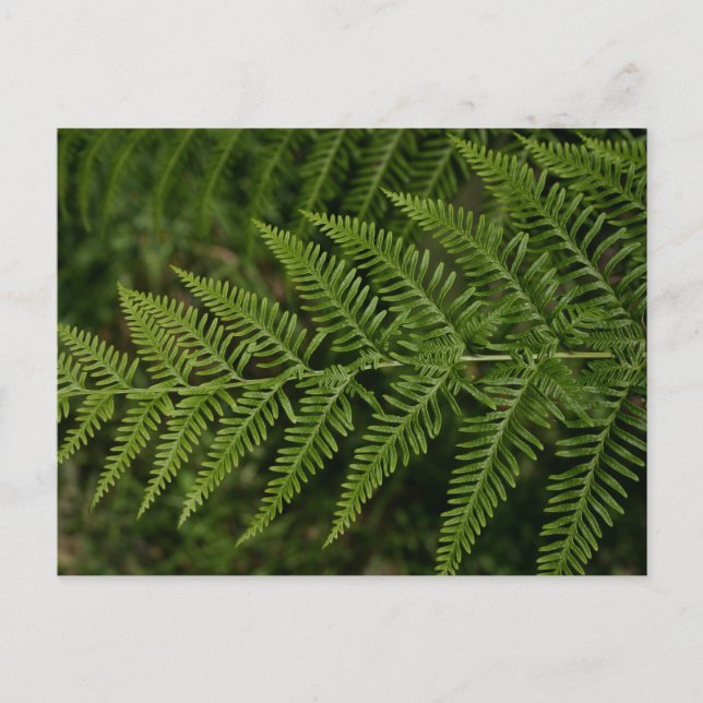 Fern Postkarte (Vorderseite)