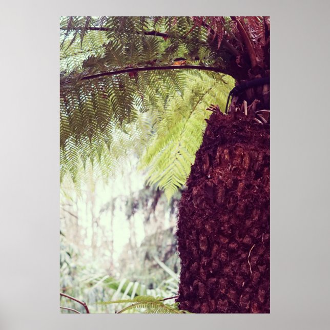 Fern Rainforest Poster (Vorne)