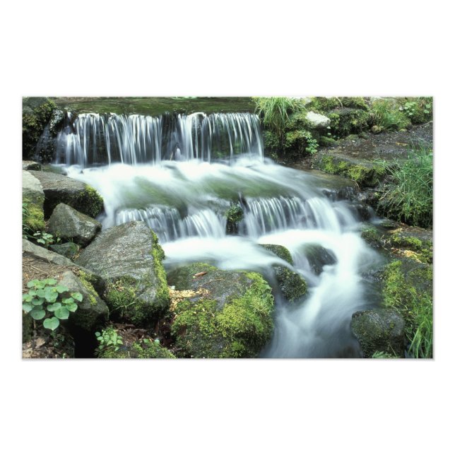 Fern Spring, Yosemite National Park Fotodruck (Vorne)
