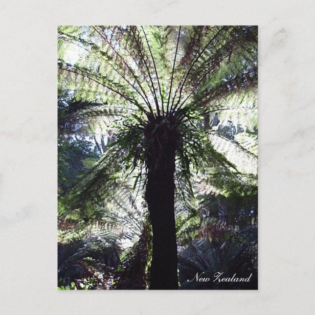 Fern Tree, Neuseeland, einheimische Natur Postkarte (Vorderseite)