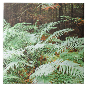 Fern Tropical Green Blätter Pflanze Waldland Folia Fliese