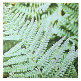Fern Tropical Green Blätter Pflanze Waldland Folia Fliese