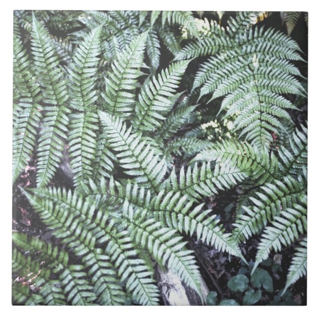 Fern Tropical Green Blätter Pflanze Waldland Folia Fliese (Vorderseite)
