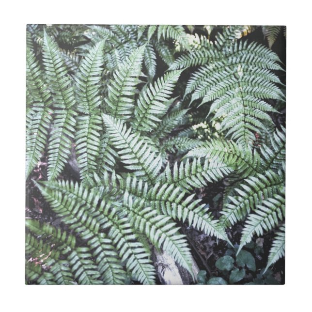 Fern Tropical Green Blätter Pflanze Waldland Folia Fliese (Vorderseite)