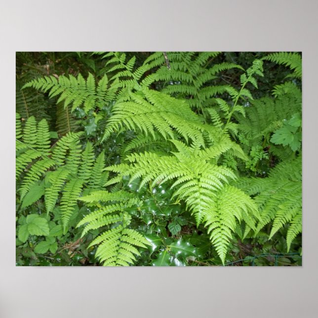 Fern- und Holoposter Poster (Vorne)