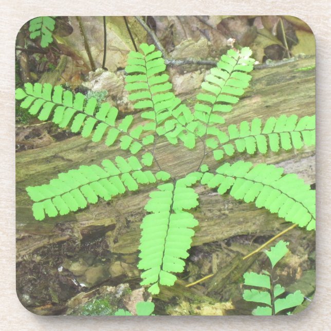 Fern Untersetzer (Vorderseite)