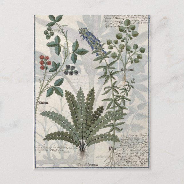 Ferne, Stöcke und Blume Postkarte (Vorderseite)