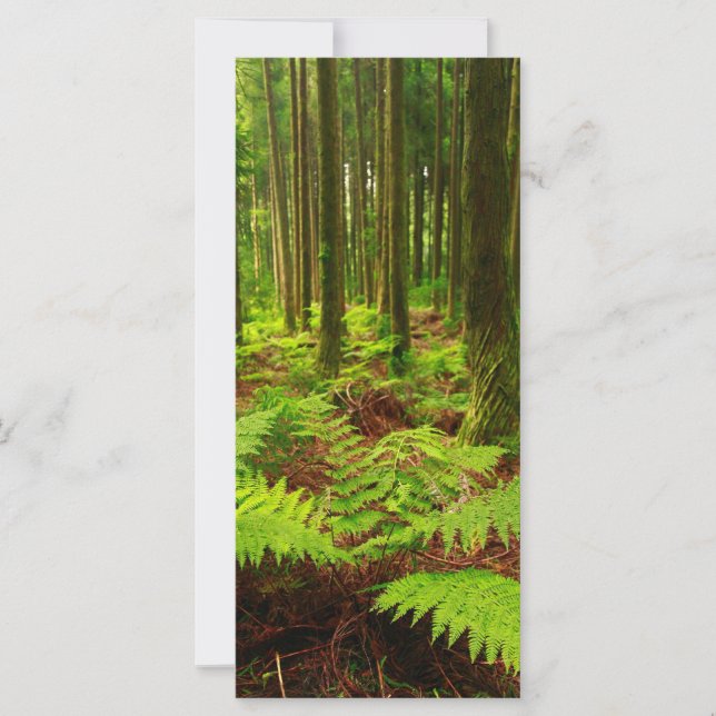 Fernen im Wald (Vorderseite)