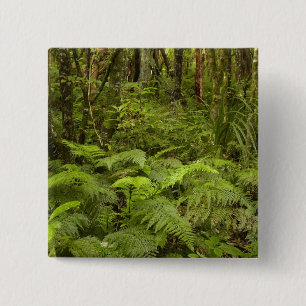 Ferns and native bush near Matai Falls, Catlins Button