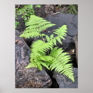 Ferns, eingebettet in Stein, Rocky Mountain NP. Poster