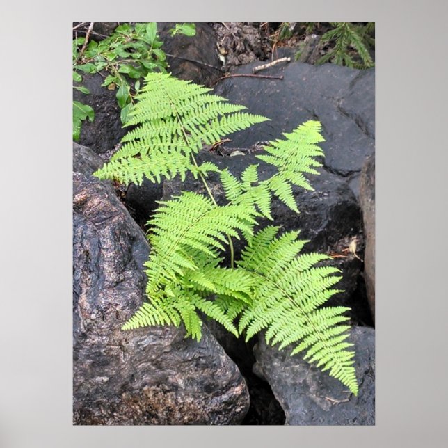 Ferns, eingebettet in Stein, Rocky Mountain NP. Poster (Vorne)