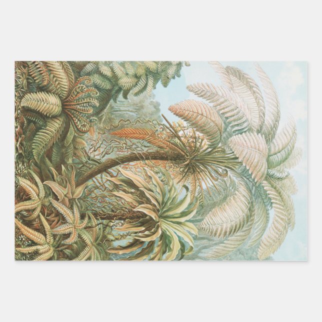 Ferns, Filicinae Laubfarne von Ernst Haeckel Geschenkpapier Set (Vorderseite)