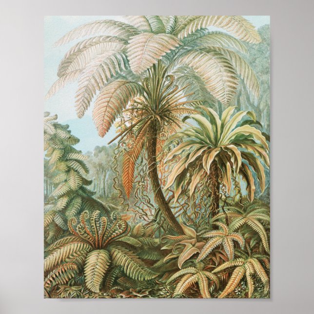 Ferns, Filicinae Laubfarne von Ernst Haeckel Poster (Vorne)