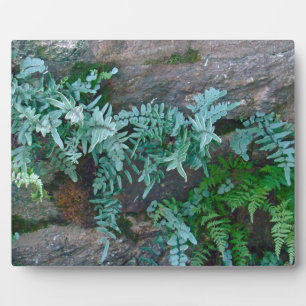 Ferns in Philadelphia Fotoplatte