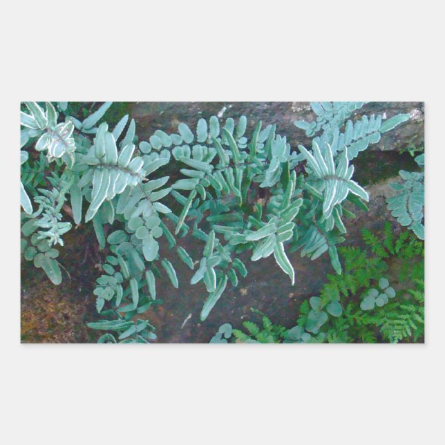 Ferns in Philadelphia Rechteckiger Aufkleber (Vorderseite)