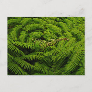 Ferns - Kunstfotografie Postkarte