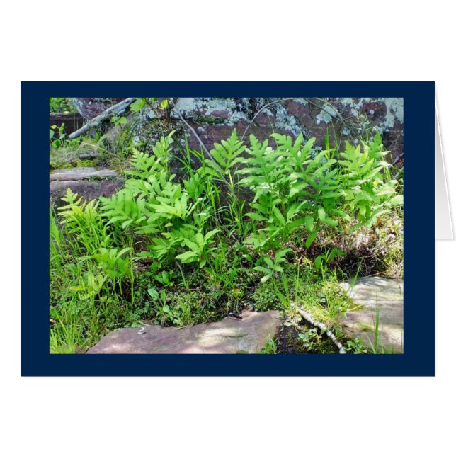 Ferns on a Rock Formation in Wisconsin Blank Card (Vorderseite (Horizontal))